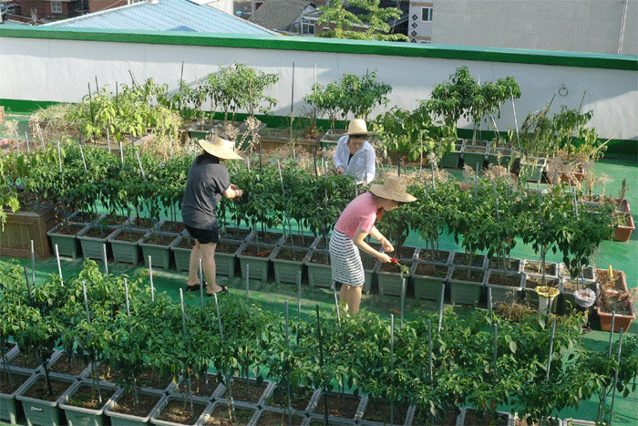 2012년 옥상농원 운영 이미지